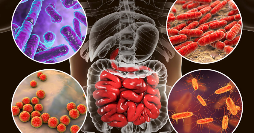 bacterias de la microbiota intestinal humana