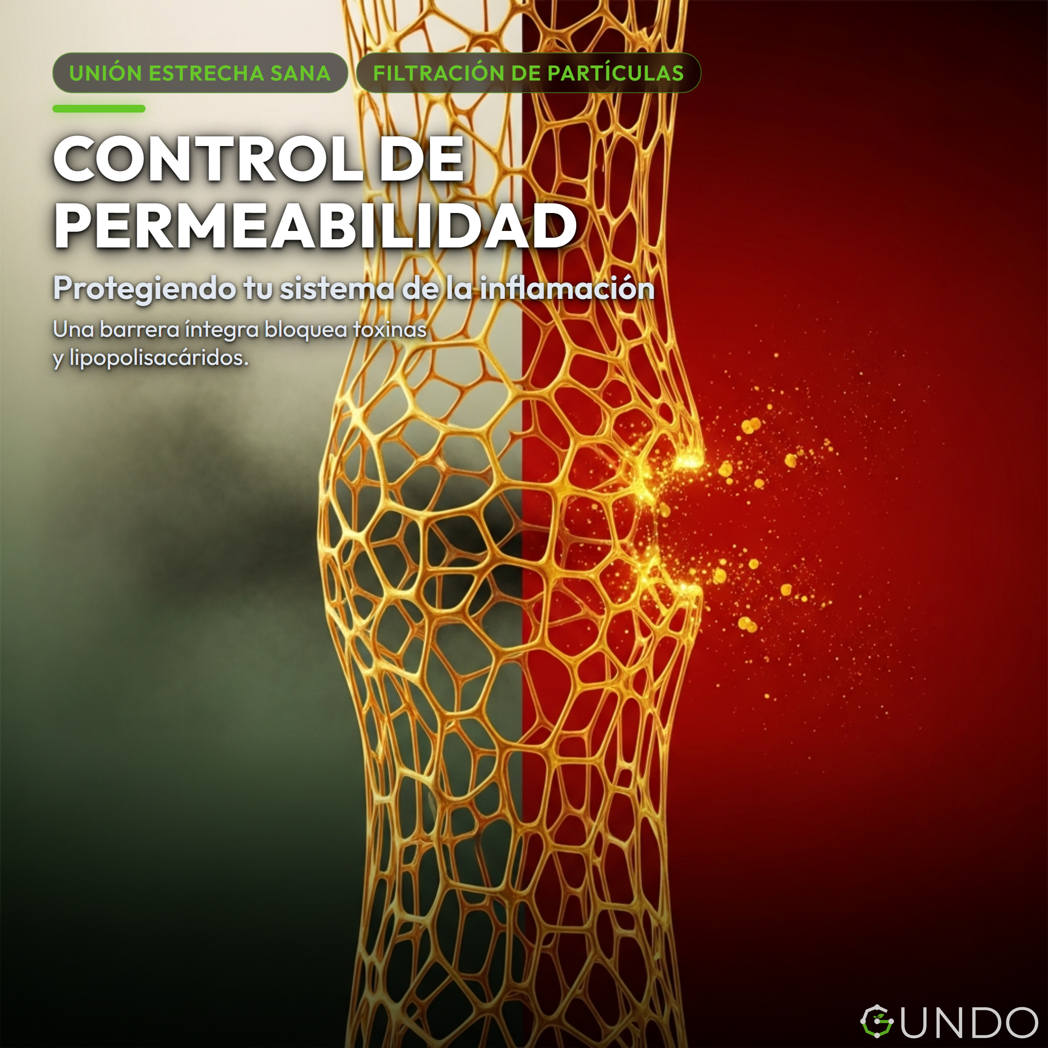 Akkermansia muciniphila - Control de Permeabilidad